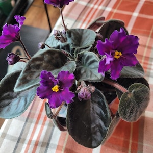 May include: A potted African violet plant with deep purple flowers and dark green, velvety leaves. The flowers have bright yellow centers. The plant sits on a red and white checkered tablecloth.