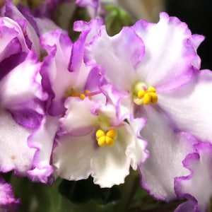 May include: Close-up of African violet flowers with white petals edged in purple. The flowers have yellow centers and are in full bloom. The image highlights the delicate details and vibrant colors of the plant.