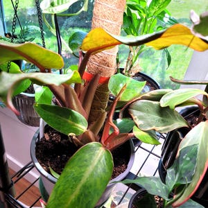 Pink Lady Philodendron - Etsy