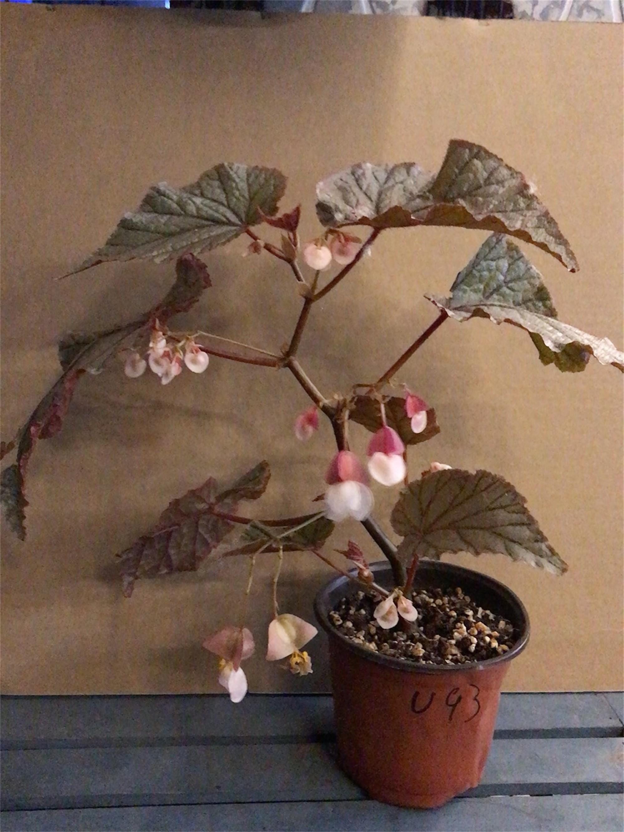 Begonia black forest - Etsy 日本