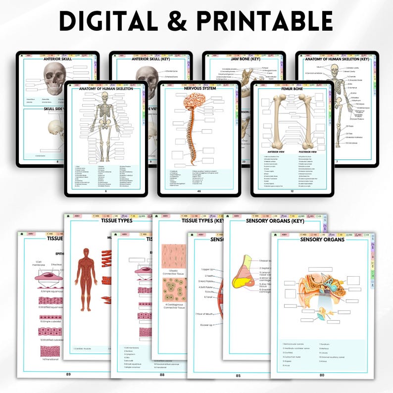 May include: Digital and printable educational resources featuring anatomical diagrams. The image displays tablets and printed pages with illustrations of the human skeleton, nervous system, tissue types, and sensory organs. The text "DIGITAL & PRINTABLE" is at the top.