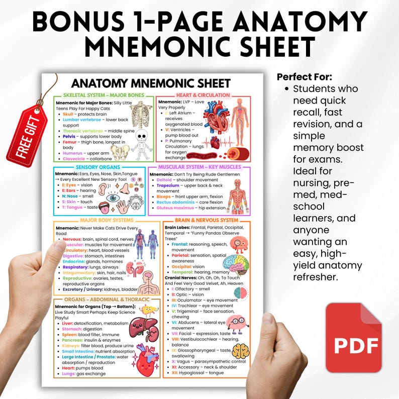 May include: Anatomy mnemonic sheet with detailed diagrams of skeletal, sensory, muscular, and brain systems. Includes text with mnemonics and a "FREE GIFT" tag. Perfect for students and medical professionals.