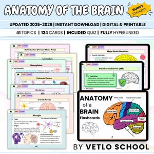 Op de afbeelding: Anatomie van de hersenen flashcards, bijgewerkt voor 2025-2026, met 41 onderwerpen en 124 kaarten. Inclusief een quiz en is volledig hyperlinked. De afbeelding toont gedetailleerde diagrammen van de hersenstructuren, waaronder de motorische cortex en de kleine hersenen.