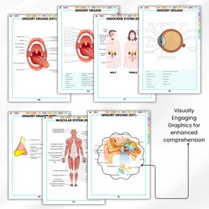 May include: A collection of educational charts with detailed illustrations of human anatomy, including sensory organs, the endocrine system, and the muscular system. The charts feature labeled diagrams and the text "Visually Engaging Graphics for enhanced comprehension."