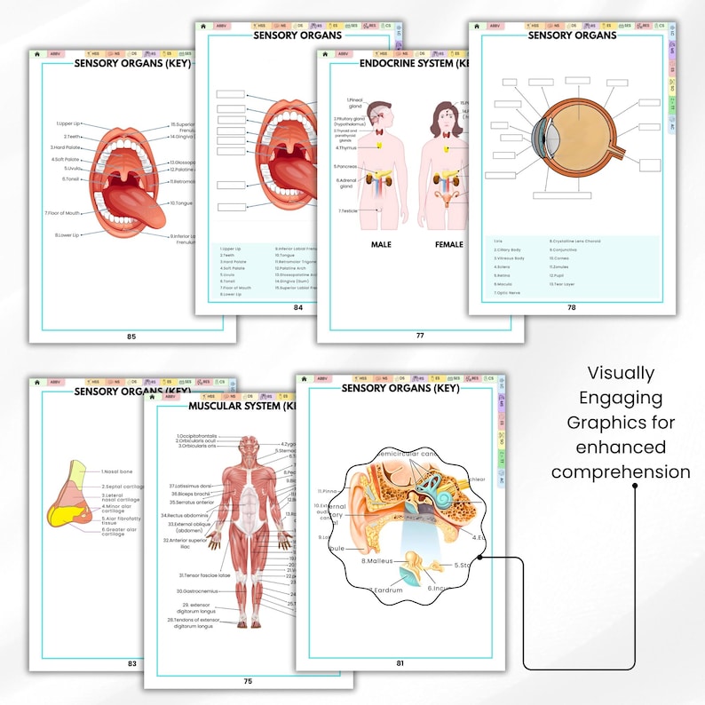 May include: A collection of educational charts with detailed illustrations of human anatomy, including sensory organs, the endocrine system, and the muscular system. The charts feature labeled diagrams and the text "Visually Engaging Graphics for enhanced comprehension."