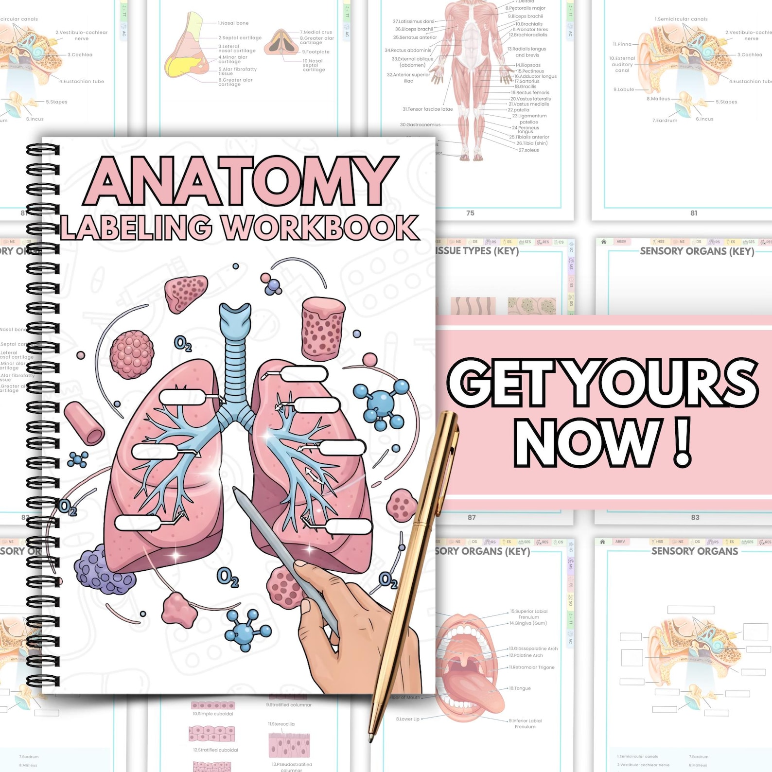 Human Anatomy Labeling Workbook | Anatomy Study Guide PDF | Nursing ...