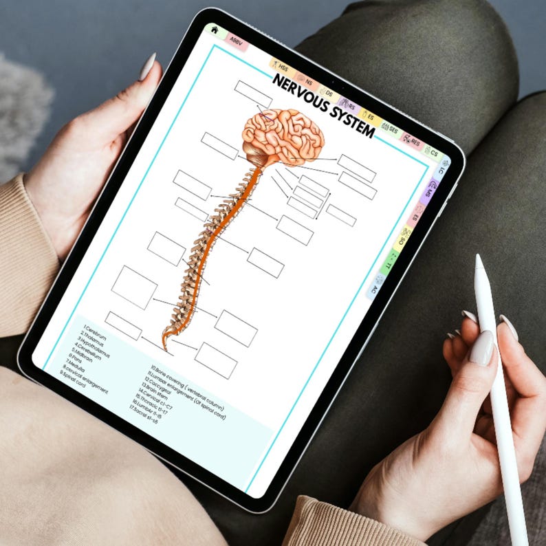 May include: A digital tablet displaying a detailed diagram of the human nervous system. The diagram includes a brain, spinal cord, and labeled sections. The tablet is held by a person, with a stylus nearby. The text "NERVOUS SYSTEM" is visible.