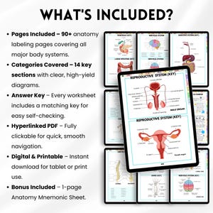 May include: Anatomy study guide with the text "WHAT'S INCLUDED?" and diagrams of the human body. Includes 90+ anatomy labeling pages, 14 key sections, answer keys, and a hyperlinked PDF. Digital and printable.