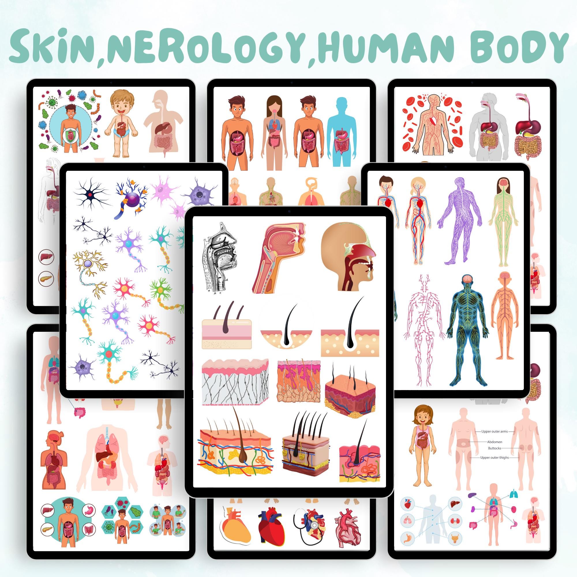 1500+ Anatomy & Biology Digital Stickers | Medical Study Goodnotes ...