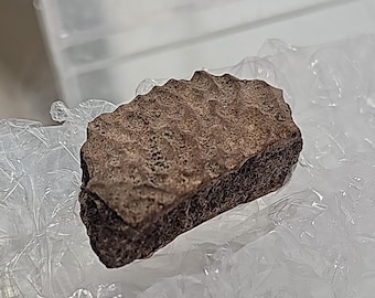 Fossilized Crocodile Piece With Plastic Case