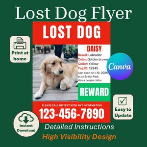 May include: A lost dog flyer with the text "LOST DOG" in red. The flyer includes a photo of a golden brown Labrador named Daisy, with contact information and a reward. The flyer is designed for instant download and easy updates.