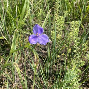 Colorado Wildflowers Original Photography- Purple Tripetal