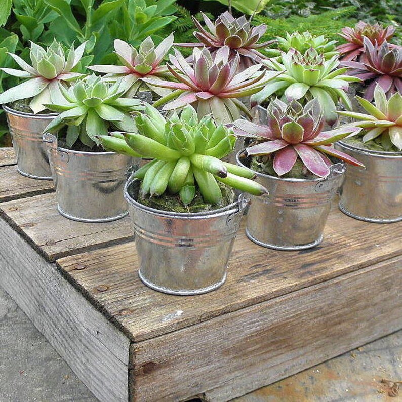20 Succulent Party Favors or Pails Baby Shower Bridal Shower Wedding Favors Garden Party Favors
