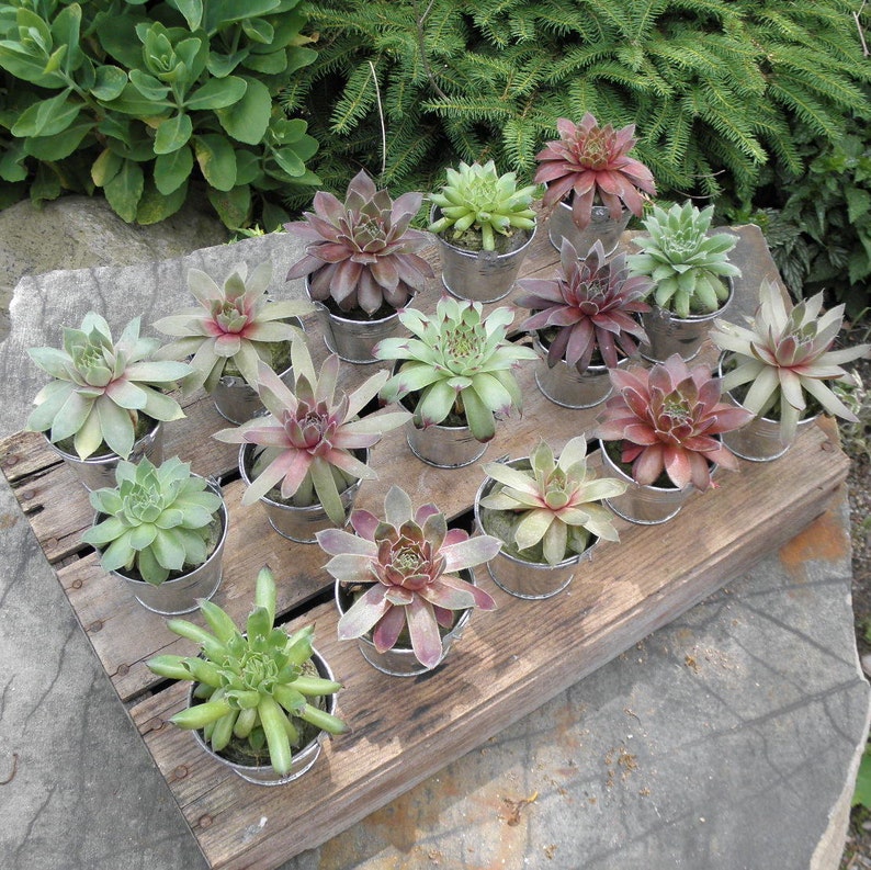20 Succulent Party Favors or Pails Baby Shower Bridal Shower Wedding Favors Garden Party Favors