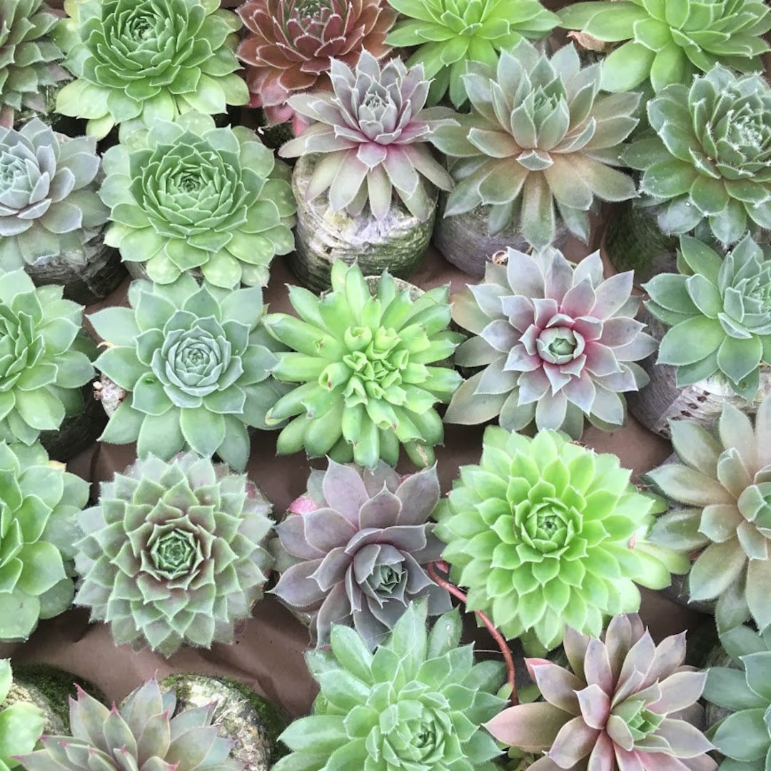 Cold Hardy Hens and Chicks, Sempervivum, Drought Tolerant Alpine Plants ...