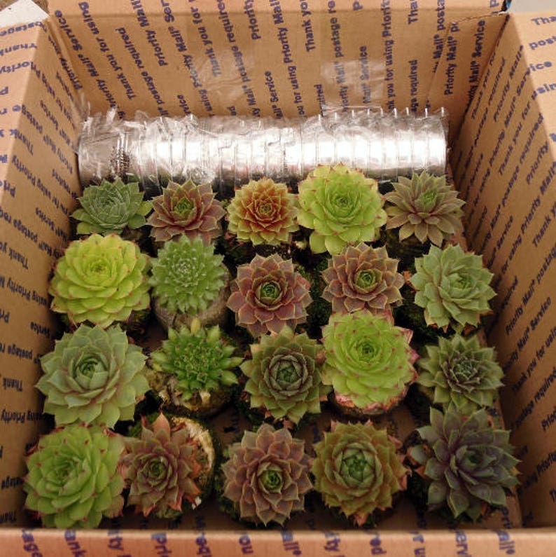 20 Succulent Party Favors or Pails Baby Shower Bridal Shower Wedding Favors Garden Party Favors