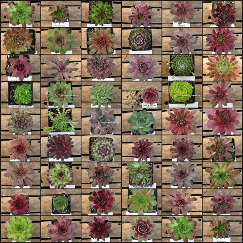 4 CoLd Hardy Hens and Chicks, Sempervivum, drought tolerant alpine plants, hardy to 10 degrees. potted succulents, wedding favors image 2
