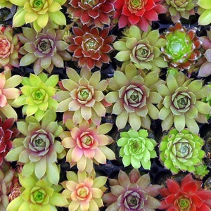 May include: A close-up view of a variety of succulent plants in a tray. The plants are green, red, and pink, and have a rosette shape.