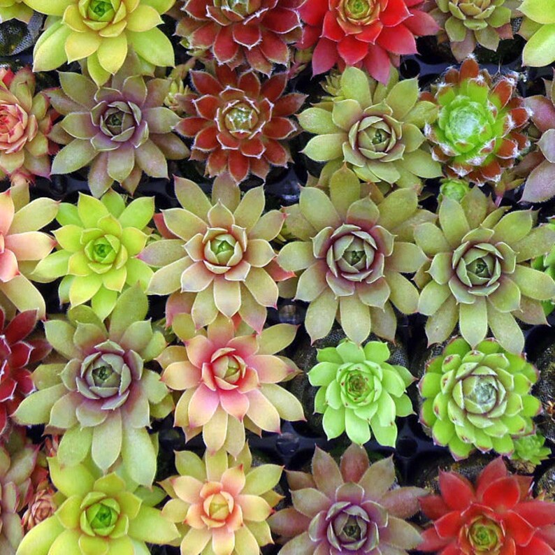 May include: A close-up view of a variety of succulent plants in a tray. The plants are green, red, and pink, and have a rosette shape.