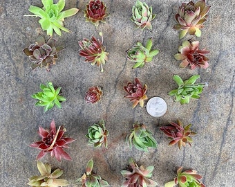 20 Colorful Rosettes Succulent Cuttings drought tolerant, Winter Hardy Hens Sempervivum, Hardy to -10, for Succulent Wreath, Planter, Gifts.