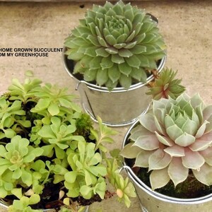May include: Three small metal buckets with green and gray succulents. The buckets are on a light brown surface. The text "RANDOM HOME GROWN SUCCULENT FROM MY GREENHOUSE" is at the top of the image.