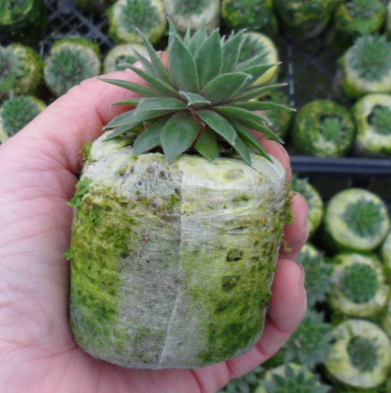 20 Succulent Party Favors or Pails Baby Shower Bridal Shower Wedding Favors Garden Party Favors