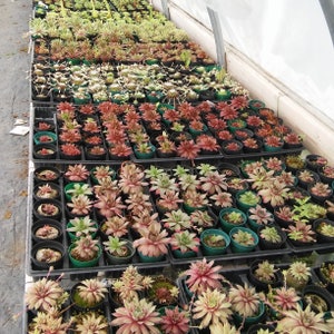 20 Colorful Rosettes Succulent Cuttings drought tolerant, Winter Hardy Hens Sempervivum, Hardy to 10, for Succulent Wreath, Planter, Gifts. image 3