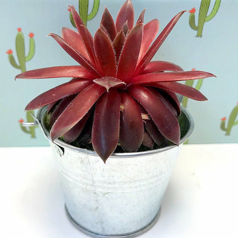 May include: A small, dark red succulent plant in a silver metal bucket with a handle. The plant is in focus and the background is blurred.
