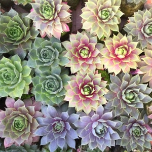 4 CoLd Hardy Hens and Chicks, Sempervivum, drought tolerant alpine plants, hardy to 10 degrees. potted succulents, wedding favors image 1