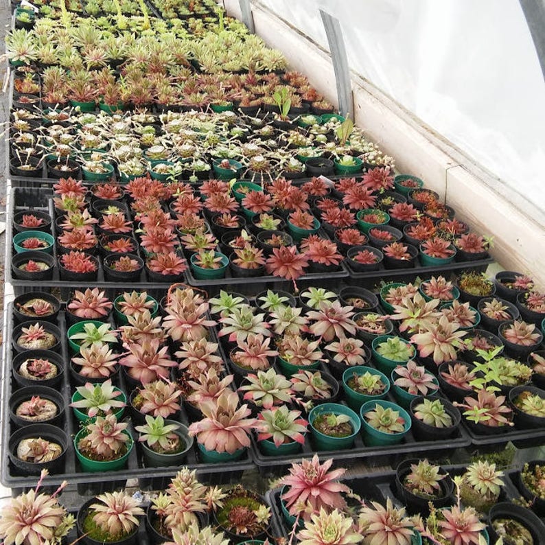 20 Succulent Party Favors or Pails Baby Shower Bridal Shower Wedding Favors Garden Party Favors