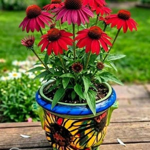 May include: A vibrant cluster of red and magenta coneflower blooms with dark, raised centers, planted in a round ceramic pot. The pot features a hand-painted sunflower pattern in yellow, black, and green, with a bright blue rim and two handles.