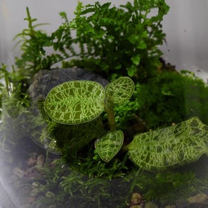 Terrarium orchid Macodes Petola, Jewel orchid 18x15x11