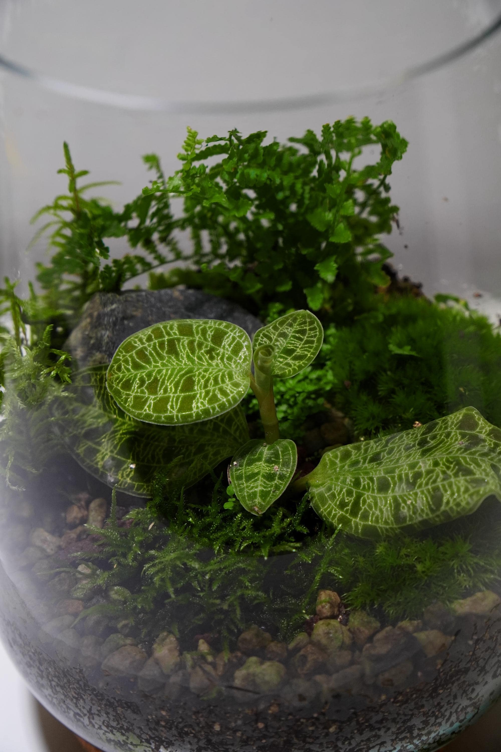 Macodes petola Platinum マコデス ペトラ プラチナム Macodes petola Platinum マコデス ペトラ プラチナム（ジュエル