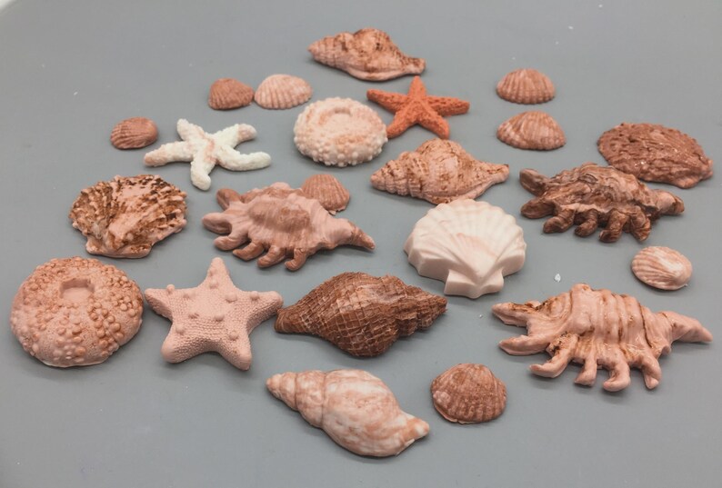 Sea Shell Set Fondant Large Sea Shell Set - Etsy