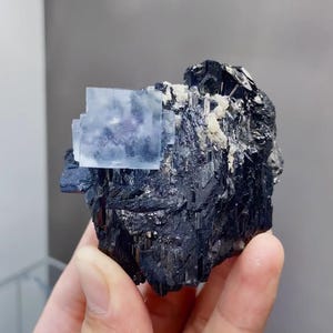 May include: A raw mineral specimen featuring a large, dark black tourmaline base with a light blue fluorite cube crystal formation. The fluorite has a translucent appearance, and the specimen is held in a hand.