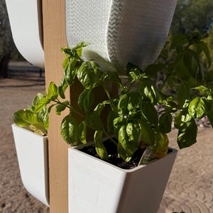 May include: A vertical garden system with four white plastic pots, each containing a different type of plant. The pots are attached to a wooden post and are staggered in height. The plants include basil, lettuce, and coriander.