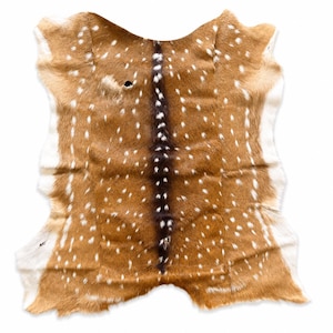 May include: A natural animal hide featuring a tan coat with white spots and a dark brown central stripe running vertically. The fur has irregular edges and a small hole visible in the upper left section, displaying the texture of the animal pelt.