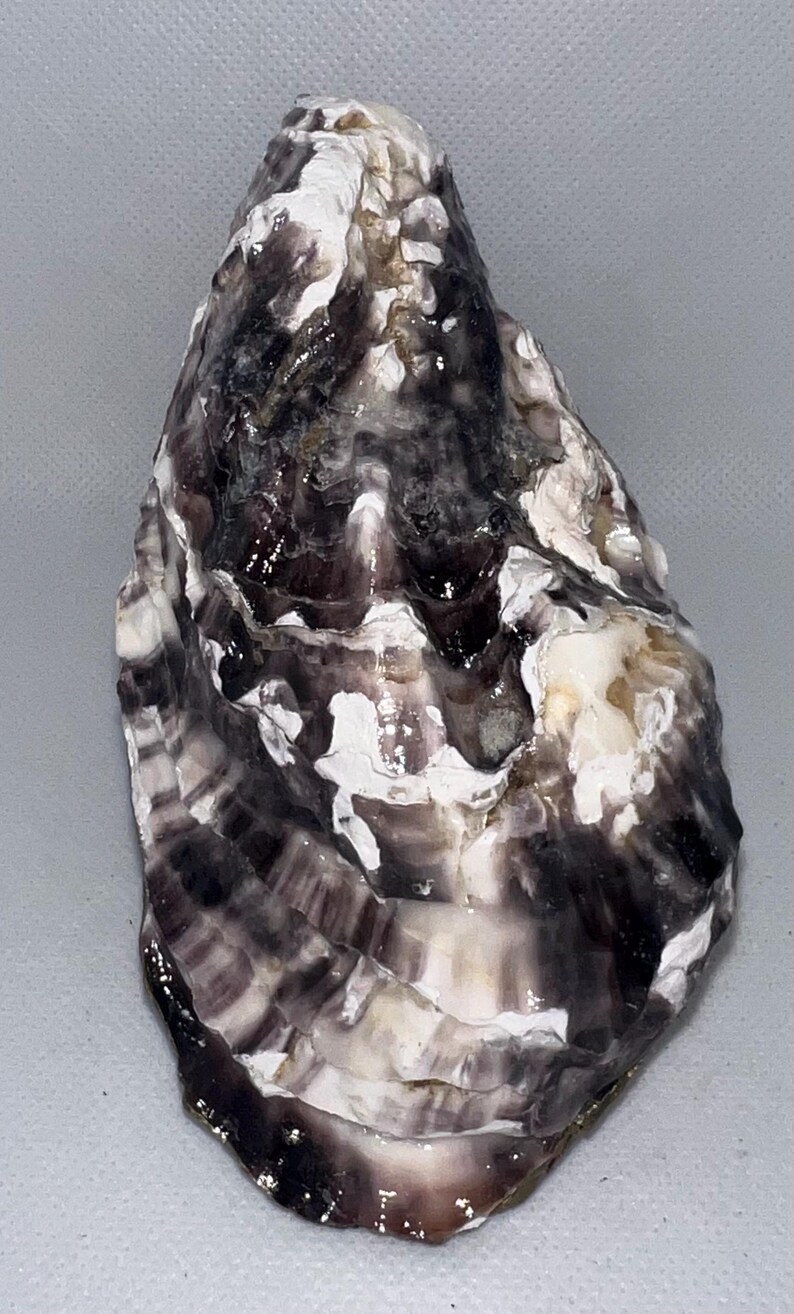 Chickens Decoupage Oyster Shell #2 - Etsy