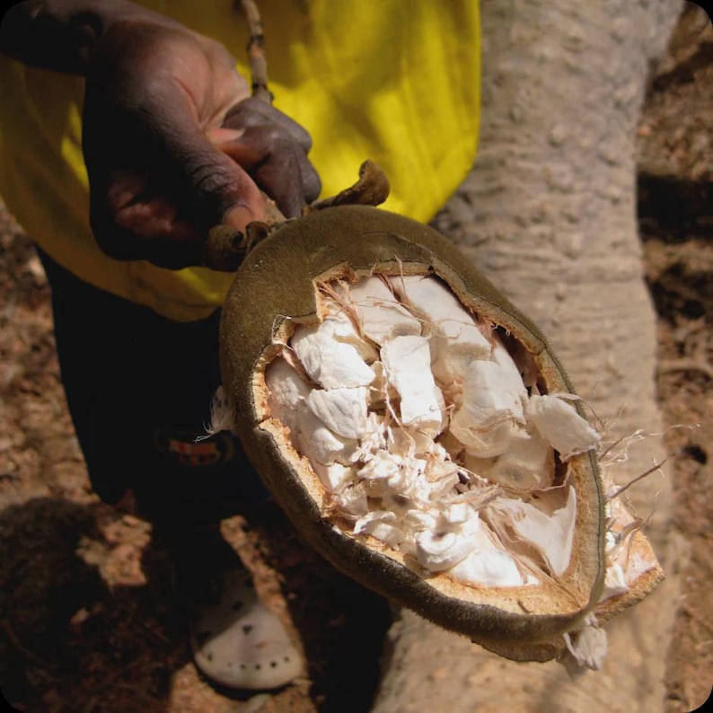 Whole Baobab Fruit 1kg 35,3oz - Etsy