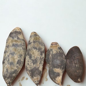 May include: Four elongated root vegetables with mottled grey and brown skin, arranged on a white surface. The vegetables vary slightly in size and shape, with a few droplets of liquid near the base.