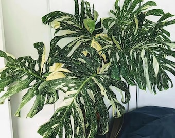 Bunte Monstera Deliciosa Lebende Pflanze, Seltene Tropische Zimmerpflanze mit geteiltem Blatt, Innen-Statement Topfpflanze, Wohnkultur Geschenk