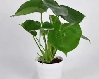 Monstera Deliciosa variegada viva, planta exótica de interior en maceta, regalo para coleccionistas de plantas de interior.