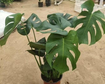 Pianta di Monstera Albo viva, pianta tropicale variegata da interno, decorazione unica per casa e ufficio.