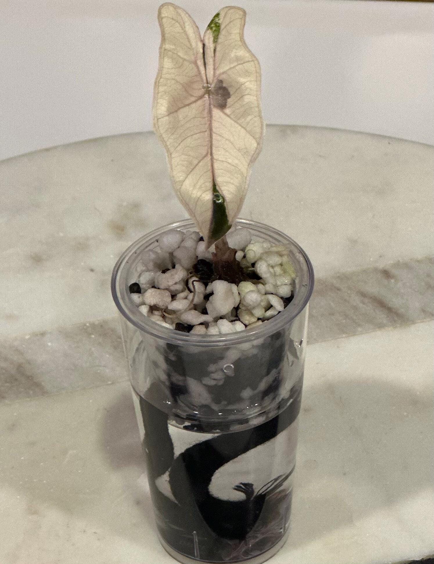 Alocasia Pseudo Sanderiana Pink Variegated - Etsy