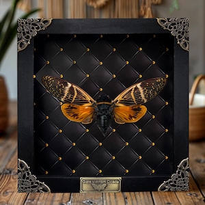 May include: A framed Giant Vietnam Cicada specimen. The insect has orange and brown wings, displayed against a black, quilted background with gold accents. The black frame has ornate corner details.
