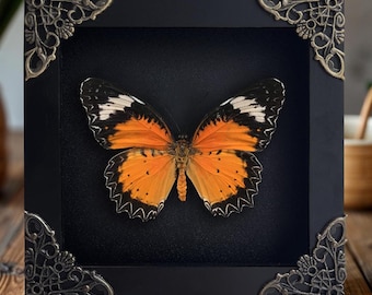 Wall Art Decor Butterfly Frame Mounted Bug Collection Real Preserved Butterfly Unique Mother’s Day gift