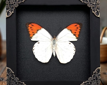 Collector’s Butterfly Framed Entomology Display Elegant Home Decor Gift Real Preserved Butterfly Wall Art