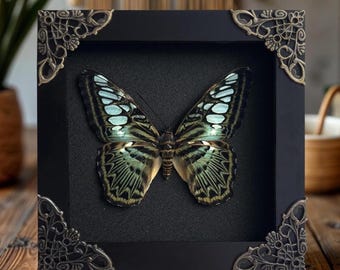 Real Preserved Butterfly Framed Collectible Insect Specimen Entomology Display Wall Art Birthday Gift
