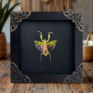 Real Jeweled Flower Mantis Taxidermy Wall Art Frame Art Decor Dried Insect Bug Shadow Box Entomology Lover Gallery Art Collection