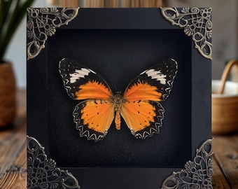 May include: A square black shadow box frame containing a single butterfly specimen with vibrant orange and black wings. The frame features ornate, metallic-toned filigree corner accents, providing a decorative contrast to the dark, solid background.